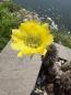 Preview: Echinopsis aurea v shaferi